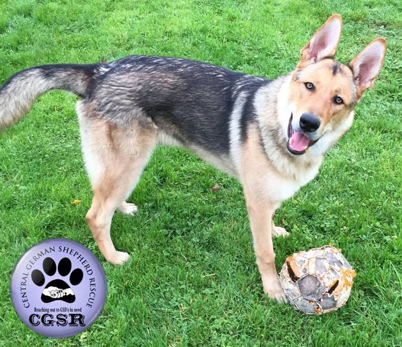 Max - patiently waiting for adoption through Central German Shepherd Rescue