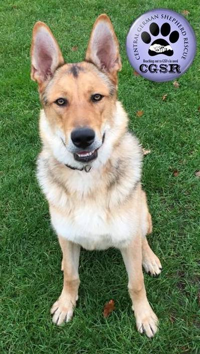 Max - patiently waiting for adoption through Central German Shepherd Rescue