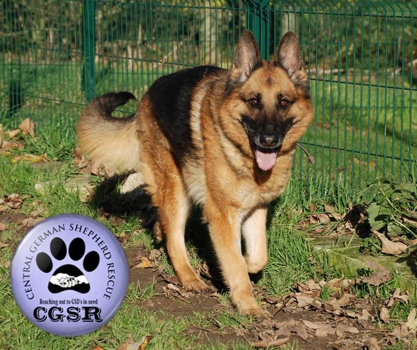 Peggy - patiently waiting for adoption through Central German Shepherd Rescue