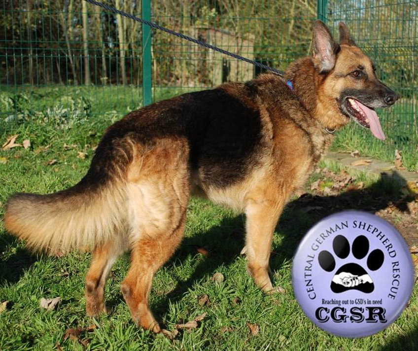 Peggy - patiently waiting for adoption through Central German Shepherd Rescue