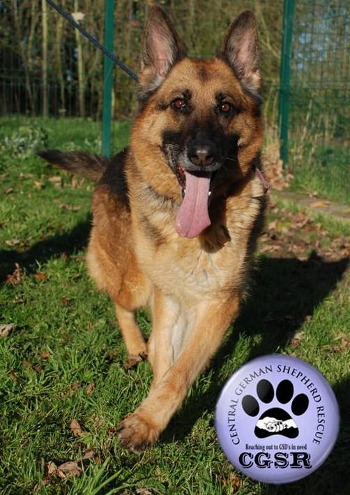 Peggy - patiently waiting for adoption through Central German Shepherd Rescue