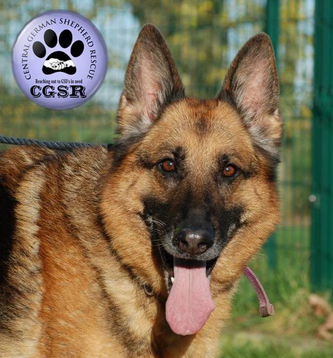 Peggy - patiently waiting for adoption through Central German Shepherd Rescue
