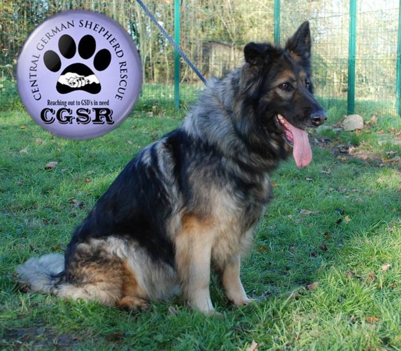 Sasha - patiently waiting for adoption through Central German Shepherd Rescue