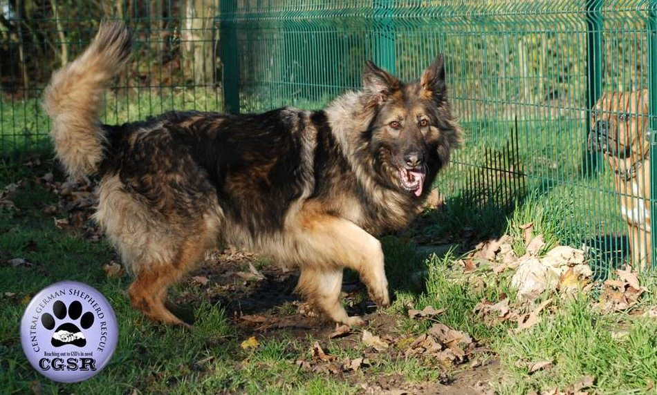 Sasha - patiently waiting for adoption through Central German Shepherd Rescue