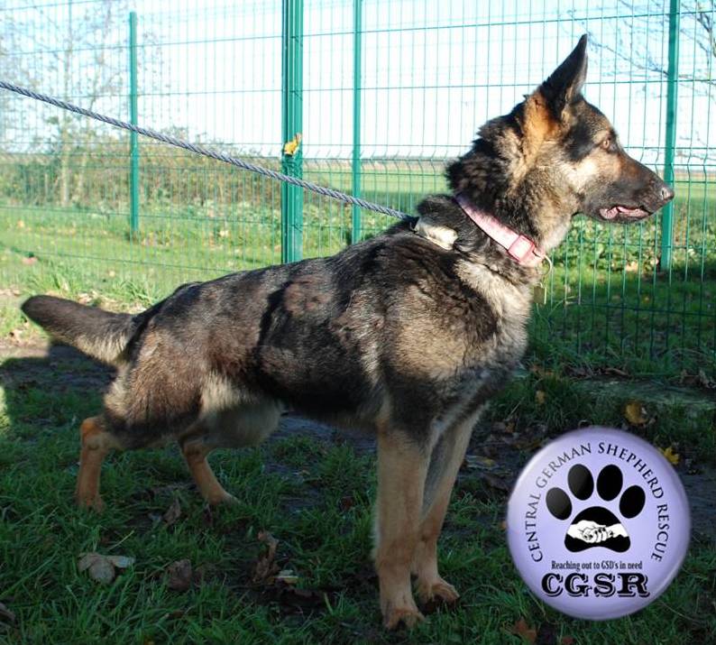 Seren - patiently waiting for adoption through Central German Shepherd Rescue