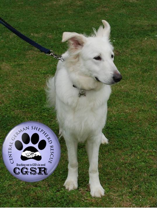 Snowy - currently looking for adoption with Central German Shepherd Rescue