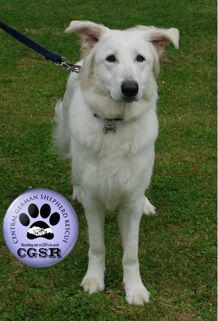 Snowy - currently looking for adoption with Central German Shepherd Rescue