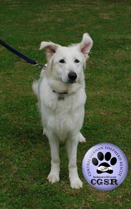 Snowy - currently looking for adoption with Central German Shepherd Rescue