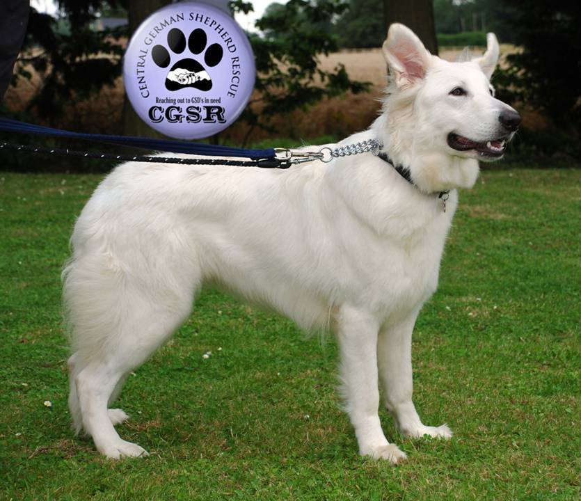 Snowy - currently looking for adoption with Central German Shepherd Rescue