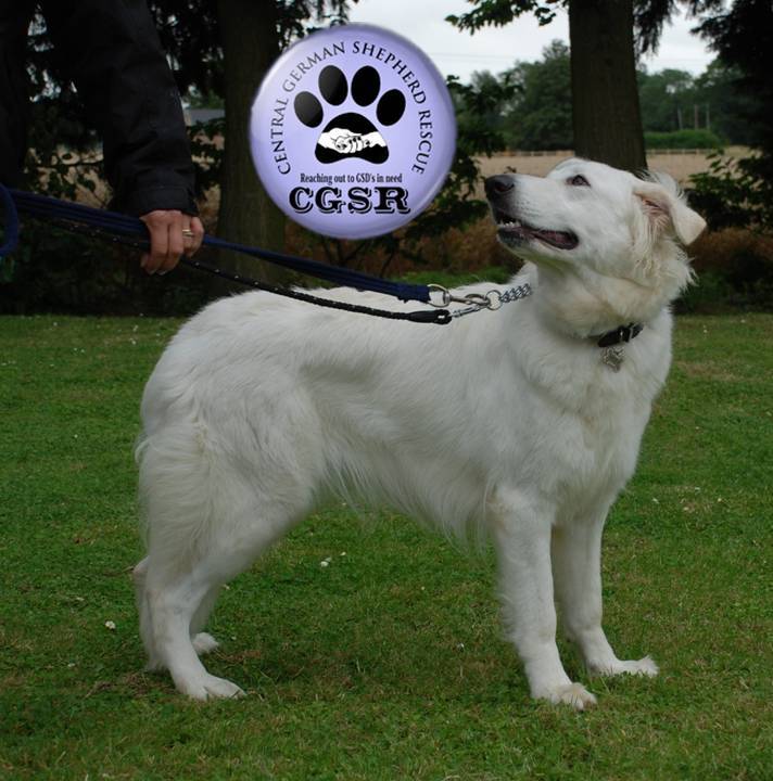 Snowy - currently looking for adoption with Central German Shepherd Rescue