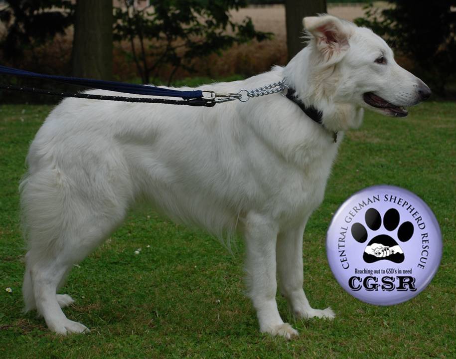 Snowy - currently looking for adoption with Central German Shepherd Rescue