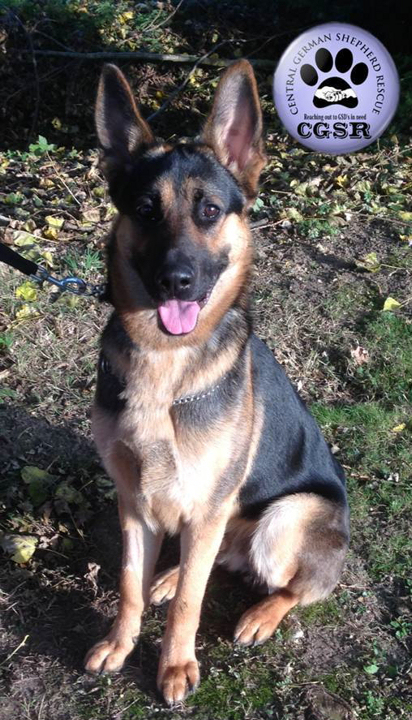 Tyson - currently looking for adoption with Central German Shepherd Rescue