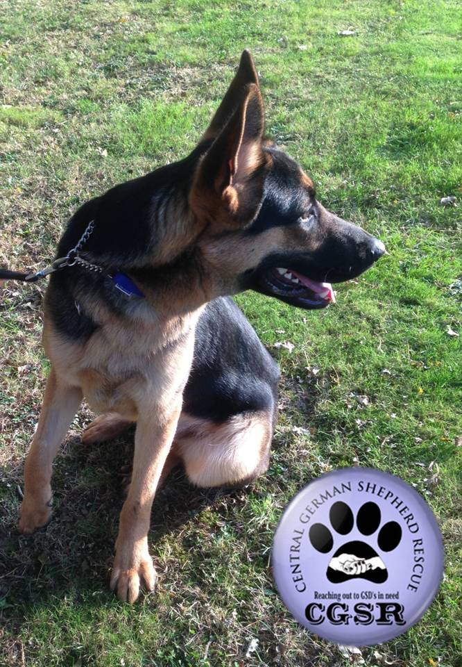 Tyson - patiently waiting for adoption through Central German Shepherd Rescue