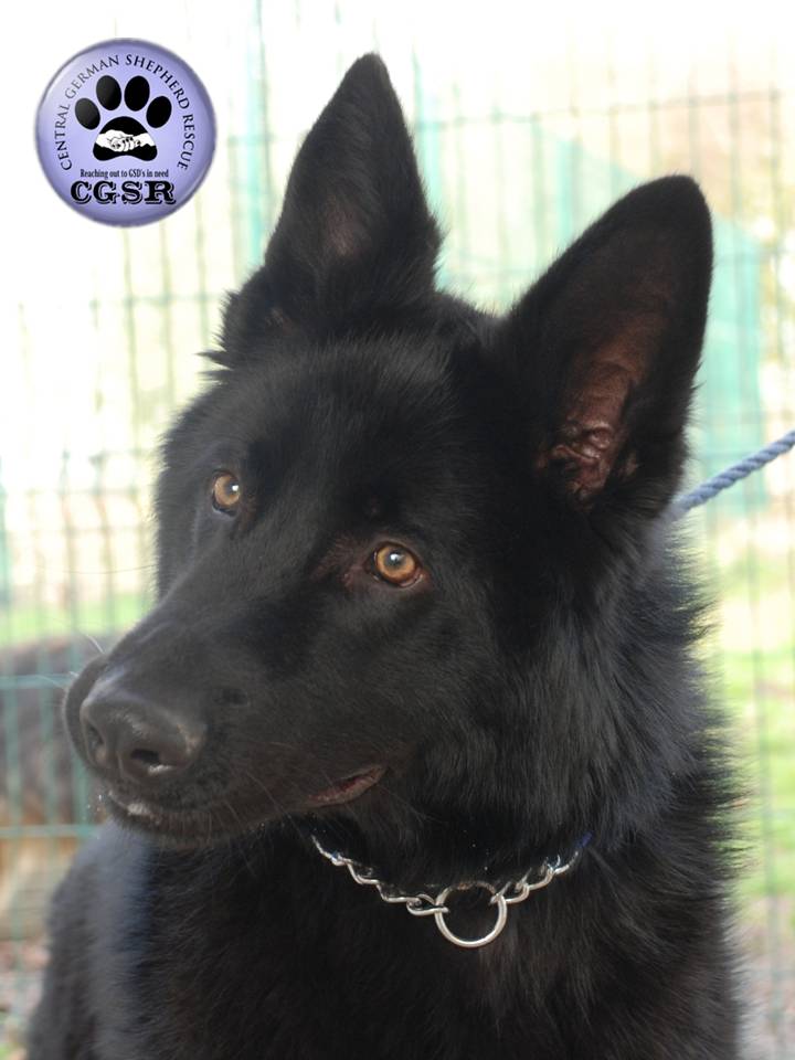 Badger - currently looking for adoption with Central German Shepherd Rescue