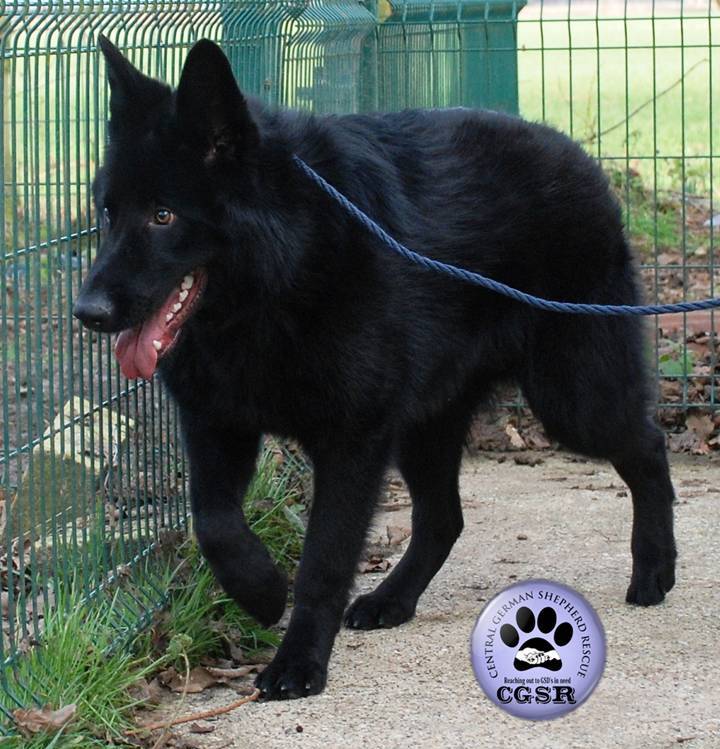 Badger - patiently waiting for adoption through Central German Shepherd Rescue