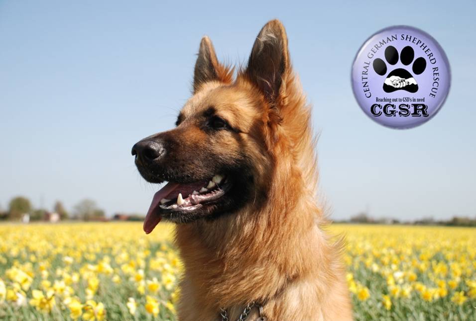 George - patiently waiting for adoption through Central German Shepherd Rescue