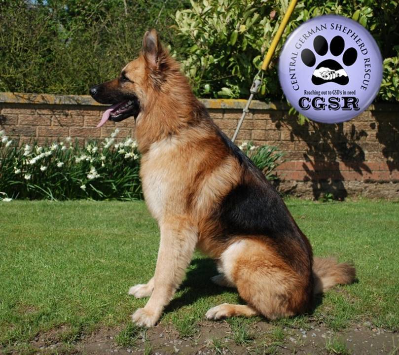 George - patiently waiting for adoption through Central German Shepherd Rescue
