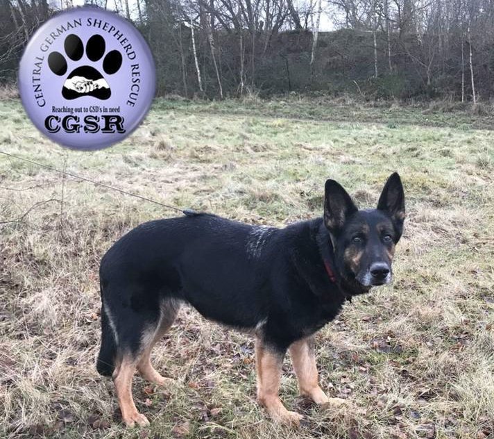 Jet - patiently waiting for adoption through Central German Shepherd Rescue