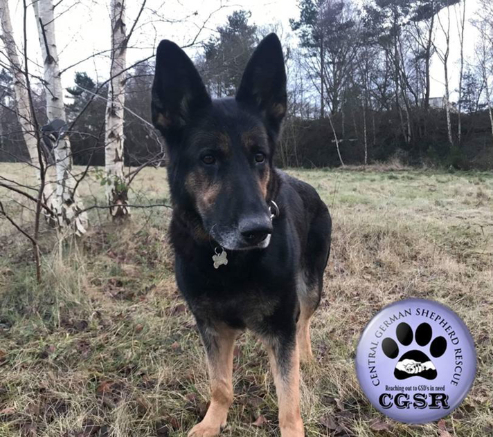 Jet - patiently waiting for adoption through Central German Shepherd Rescue