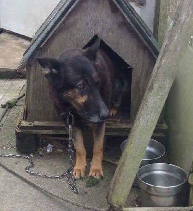 Jet - patiently waiting for adoption through Central German Shepherd Rescue