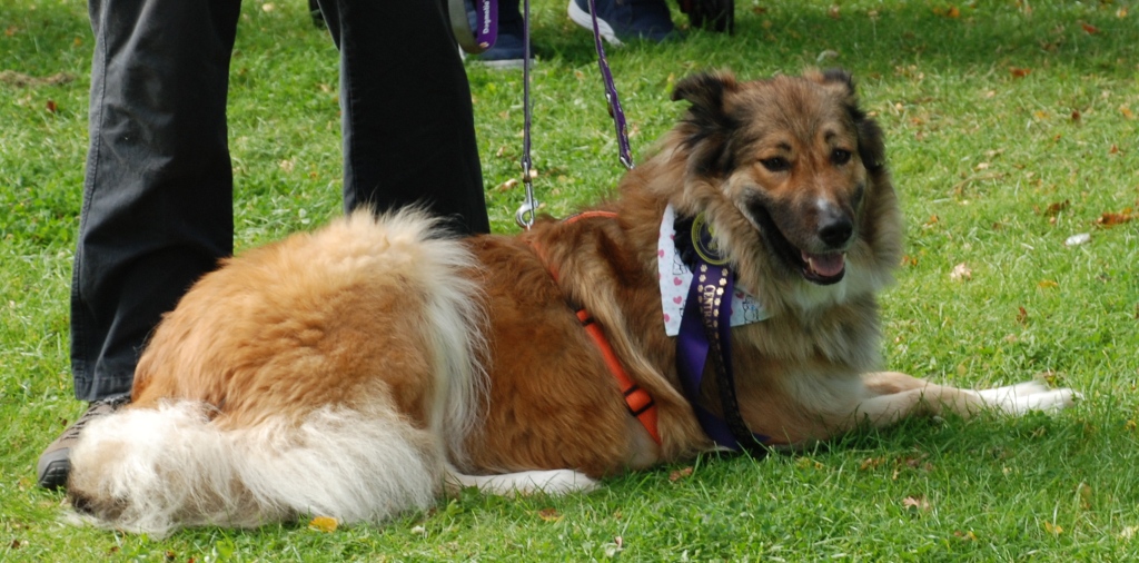 Leigha - patiently waiting for adoption through Central German Shepherd Rescue