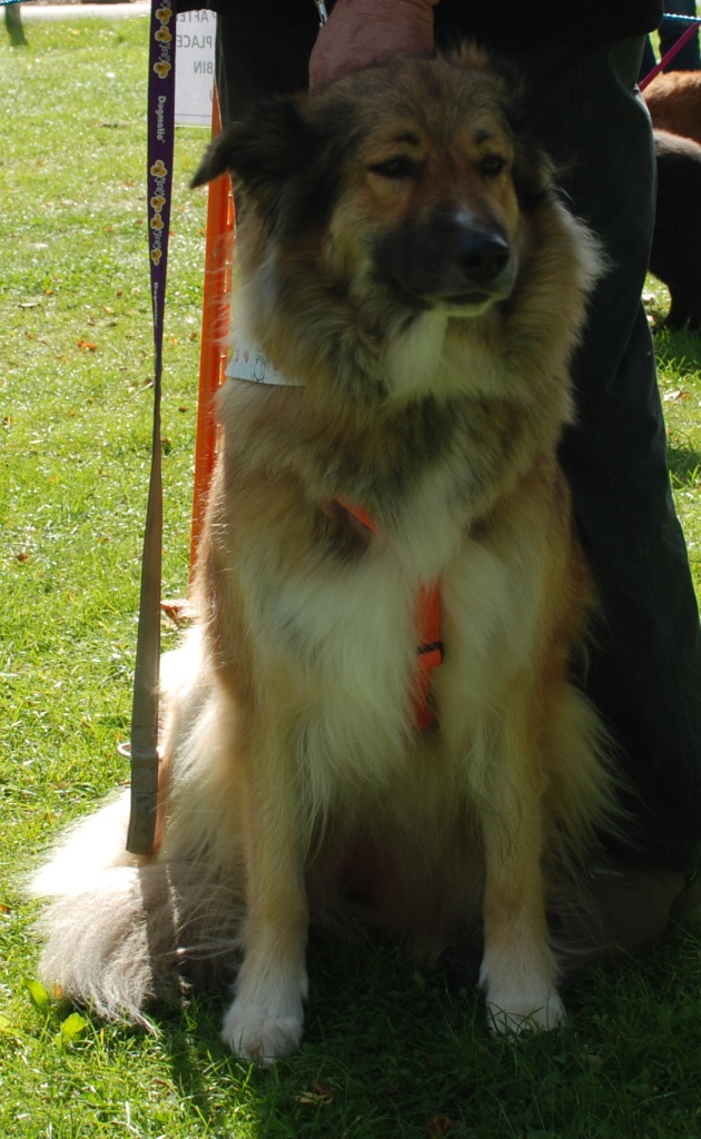 Leigha - patiently waiting for adoption through Central German Shepherd Rescue