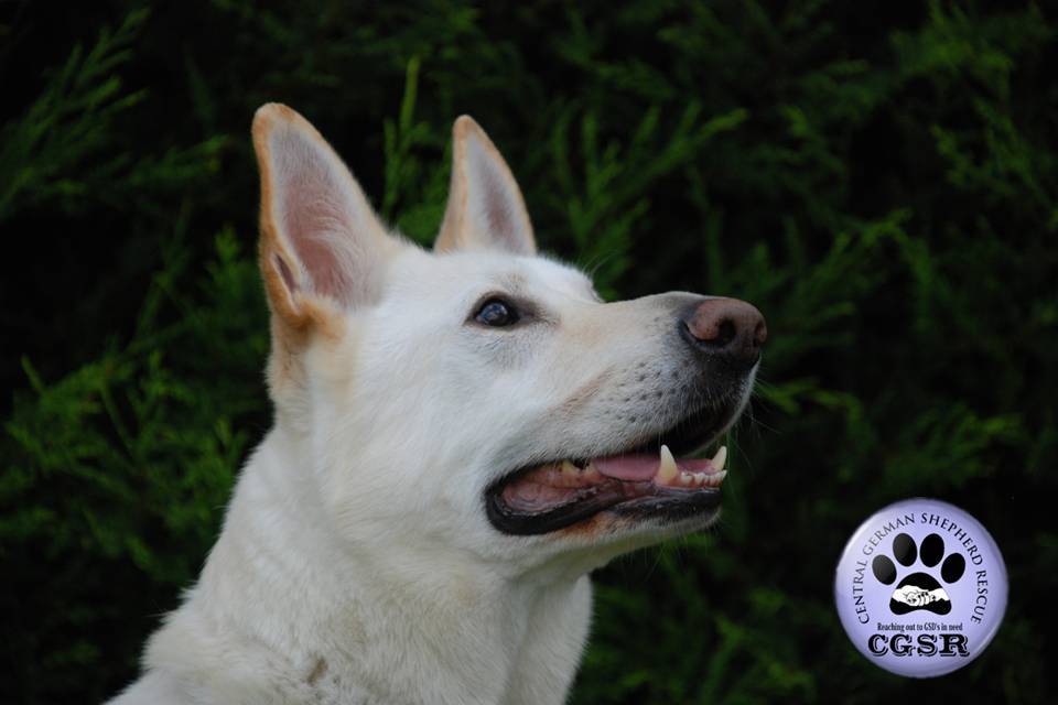 Star - currently looking for adoption with Central German Shepherd Rescue