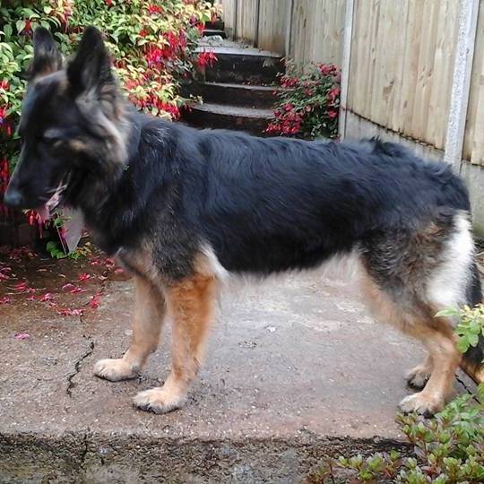 Susie - currently looking for adoption with Central German Shepherd Rescue