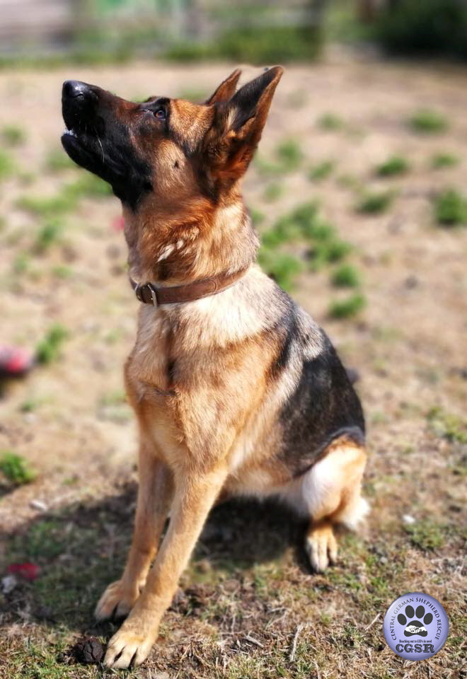 Vi - patiently waiting for adoption through Central German Shepherd Rescue