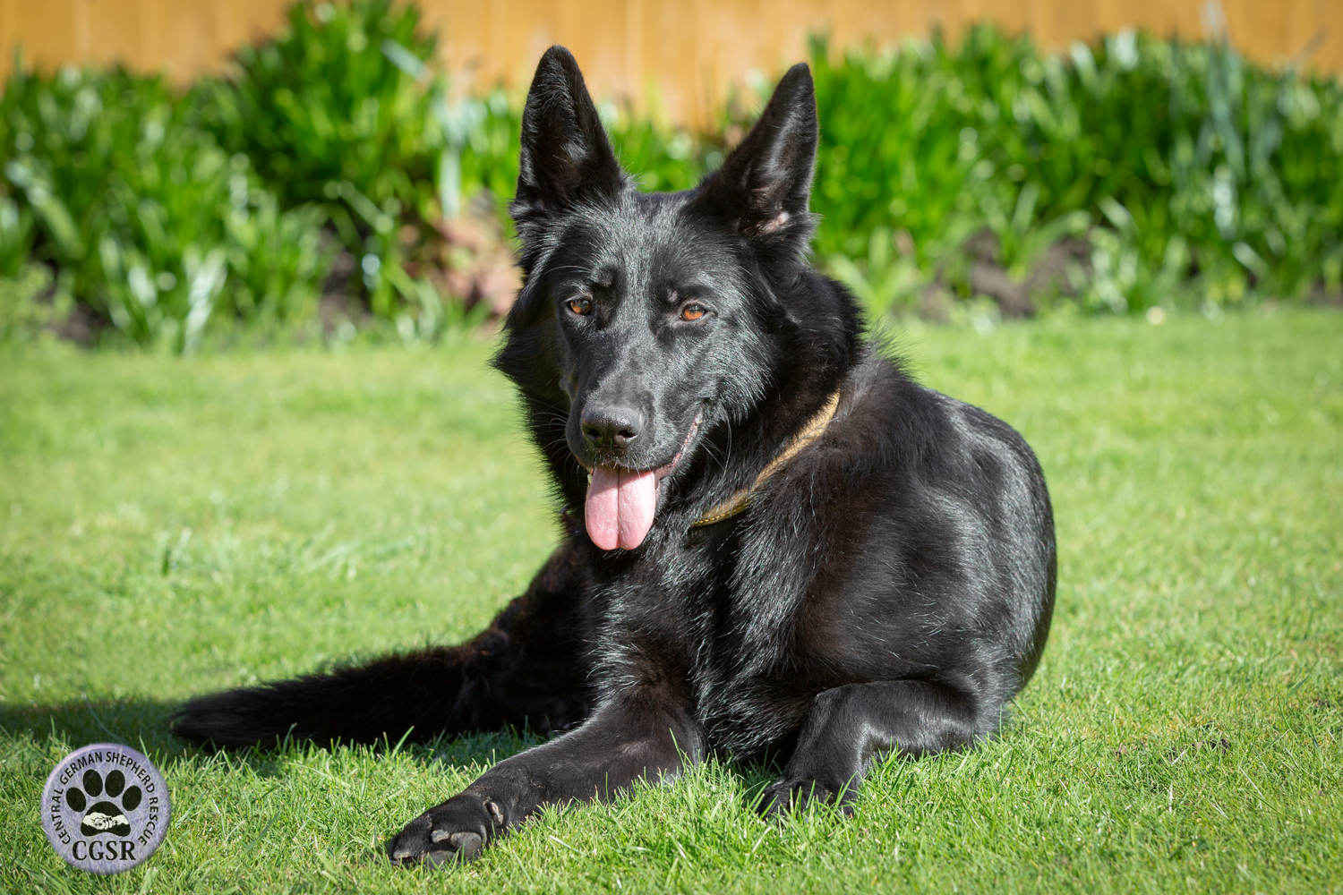 Darcy - currently looking for adoption with Central German Shepherd Rescue