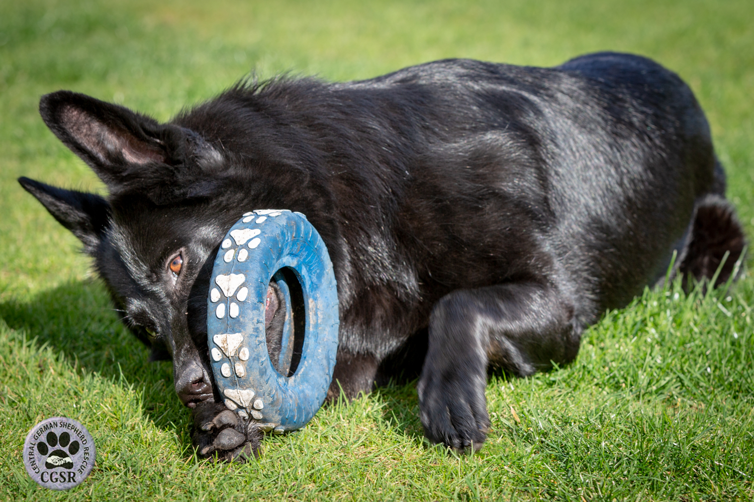 Darcy - patiently waiting for adoption through Central German Shepherd Rescue