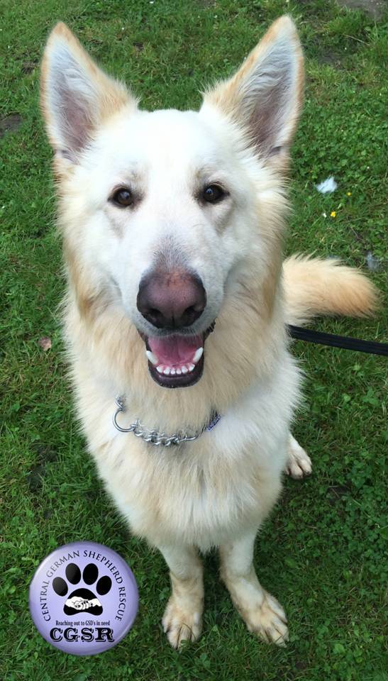Ghost - currently looking for adoption with Central German Shepherd Rescue
