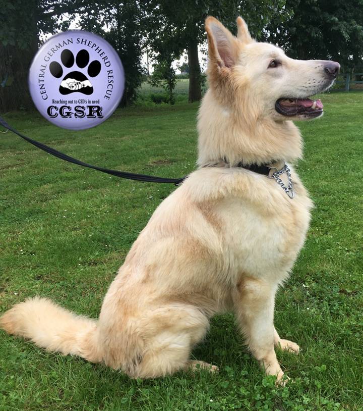 Ghost - patiently waiting for adoption through Central German Shepherd Rescue