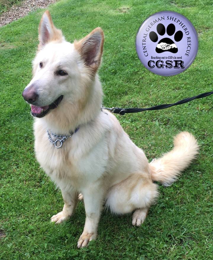 Ghost - patiently waiting for adoption through Central German Shepherd Rescue