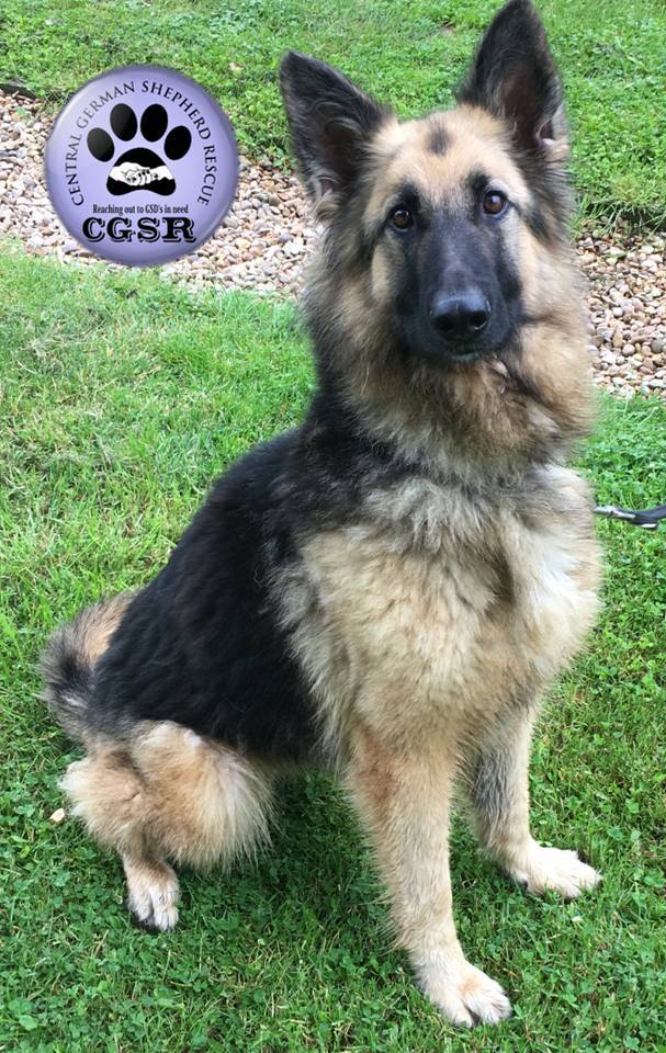 Honey - currently looking for adoption with Central German Shepherd Rescue