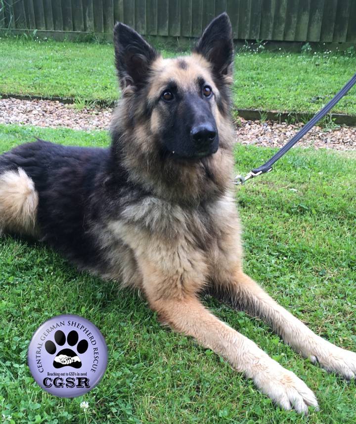 Honey - patiently waiting for adoption through Central German Shepherd Rescue