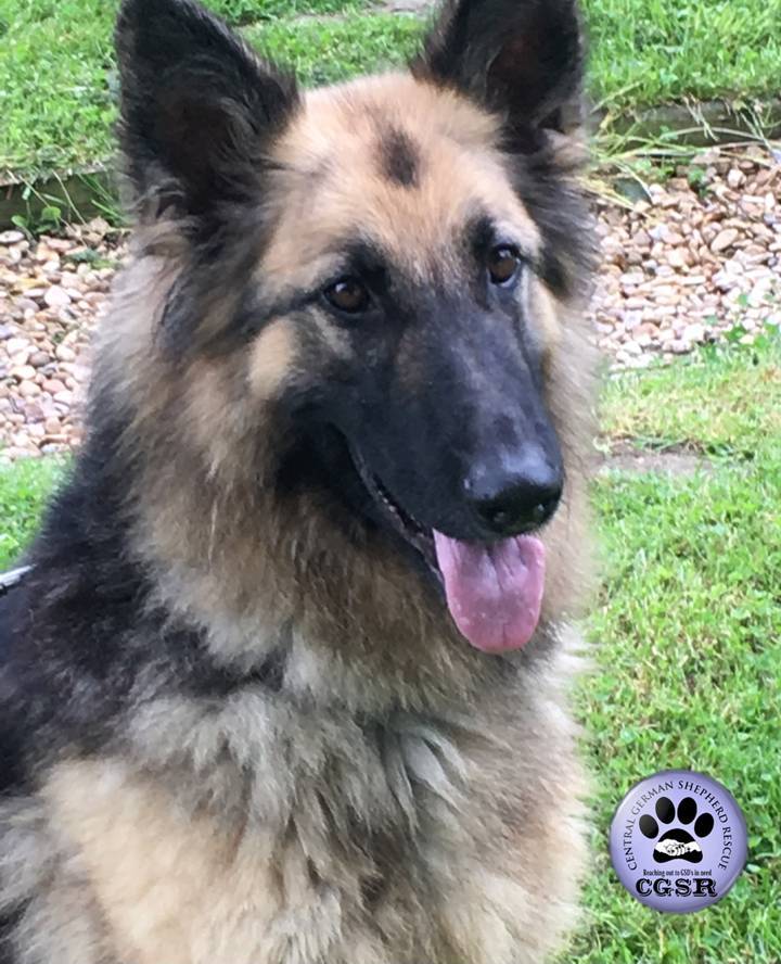 Honey - patiently waiting for adoption through Central German Shepherd Rescue