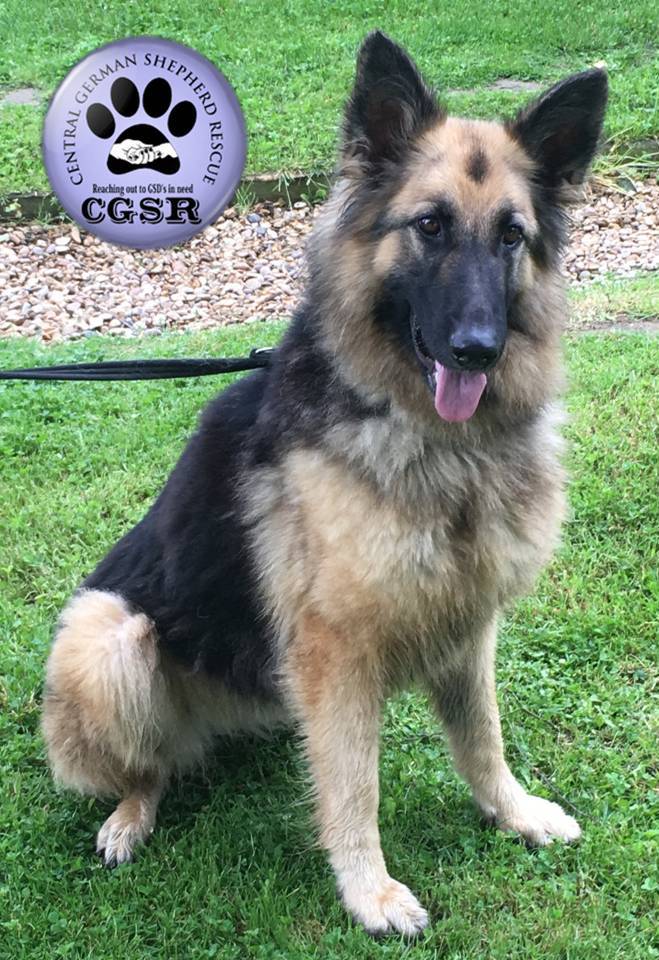 Honey - patiently waiting for adoption through Central German Shepherd Rescue