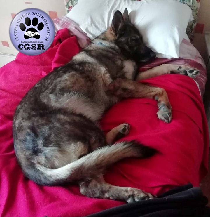 Ivy - patiently waiting for adoption through Central German Shepherd Rescue