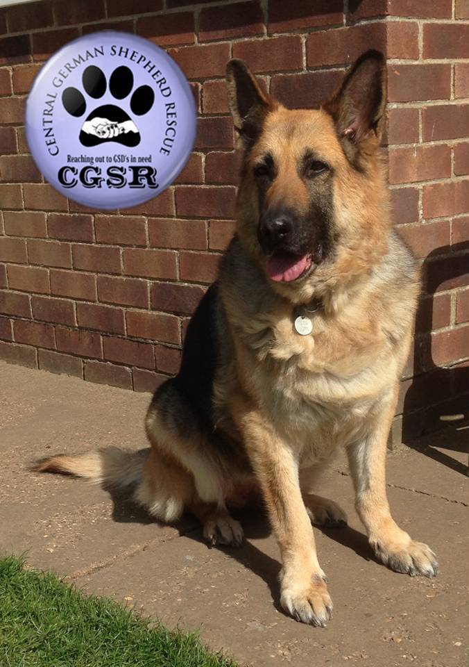Lass - patiently waiting for adoption through Central German Shepherd Rescue