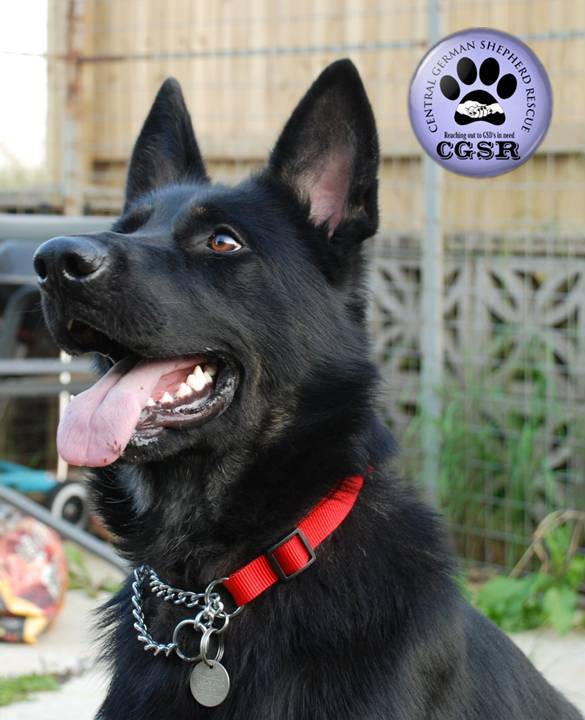 Maisy - currently looking for adoption with Central German Shepherd Rescue