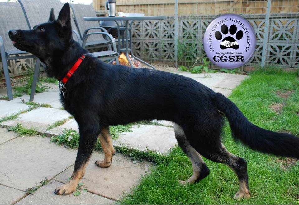 Maisy - patiently waiting for adoption through Central German Shepherd Rescue