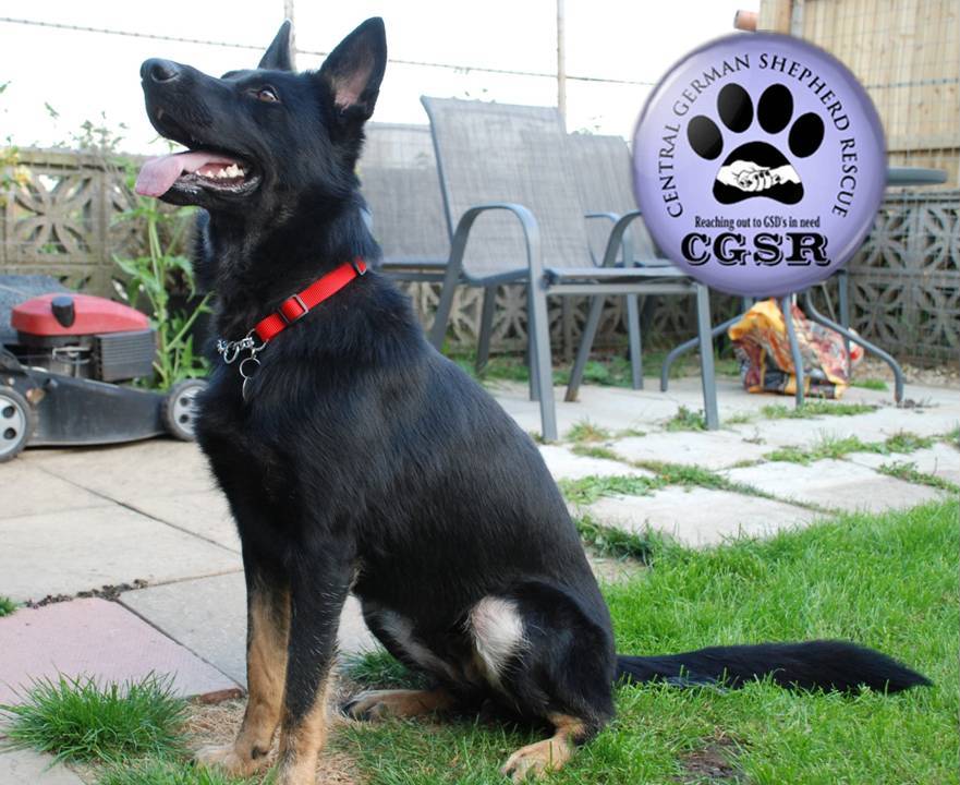 Maisy - patiently waiting for adoption through Central German Shepherd Rescue