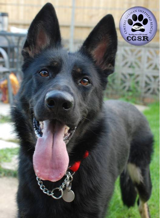 Maisy - patiently waiting for adoption through Central German Shepherd Rescue