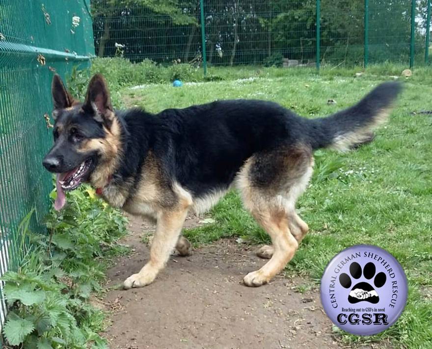 Marsh - patiently waiting for adoption through Central German Shepherd Rescue