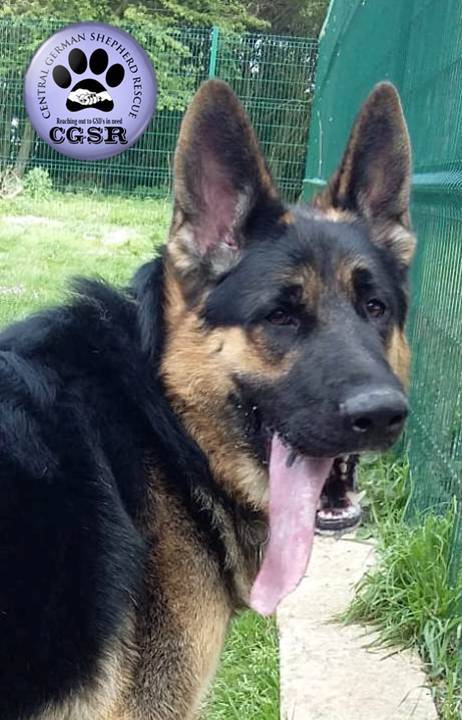 Marsh - patiently waiting for adoption through Central German Shepherd Rescue