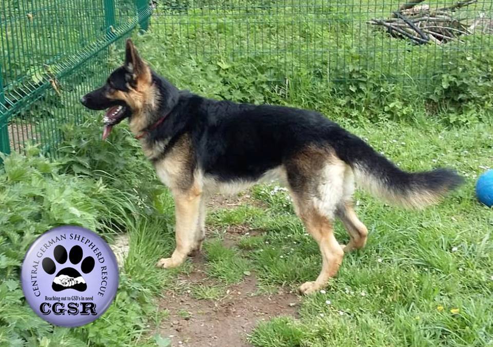 Marsh - currently looking for adoption with Central German Shepherd Rescue