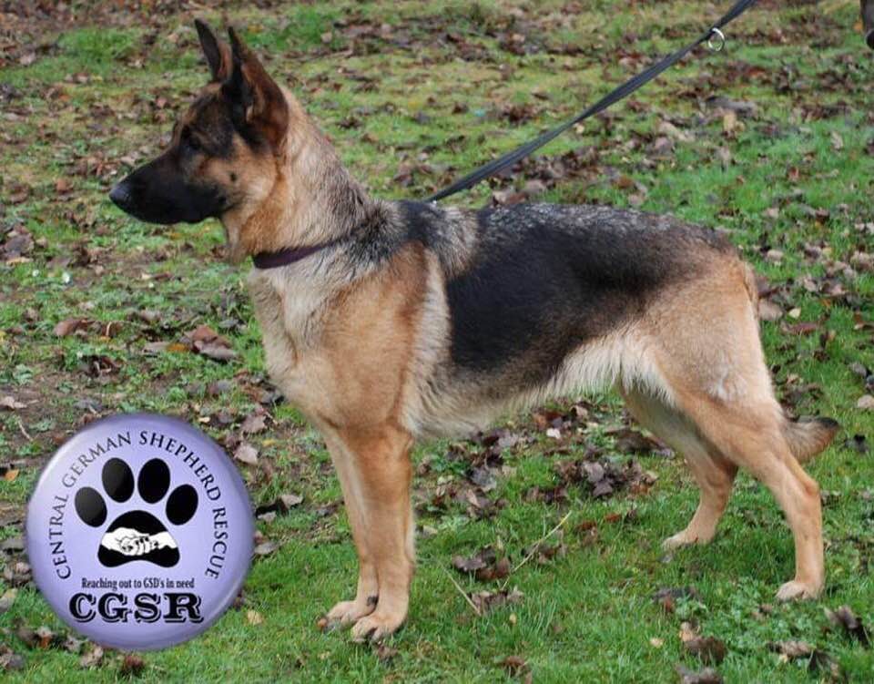 Megan - patiently waiting for adoption through Central German Shepherd Rescue