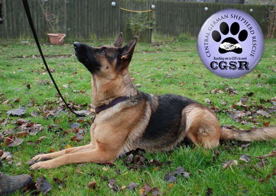 Megan - patiently waiting for adoption through Central German Shepherd Rescue