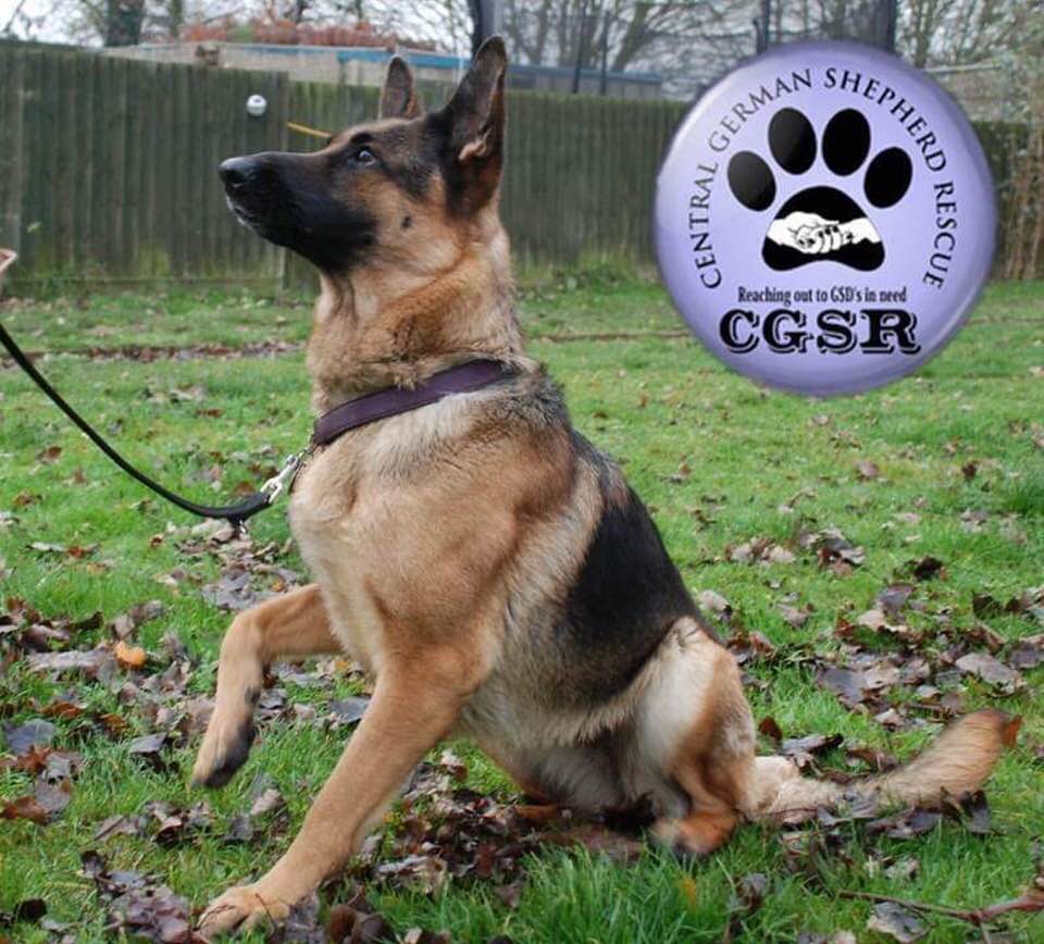 Megan - patiently waiting for adoption through Central German Shepherd Rescue